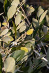 Black mangrove